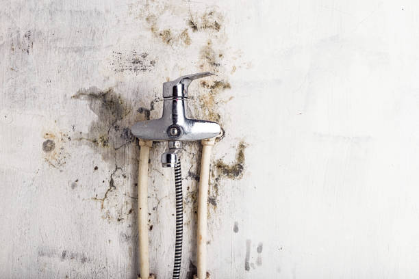  Pikeville, KY Mold Removal Pros
