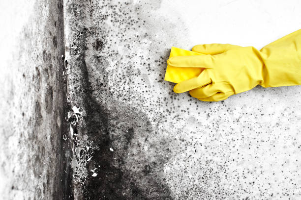 Certified Mold Removal in Pikeville, KY