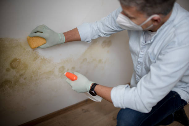 Mold Removal Process in Pikeville, KY