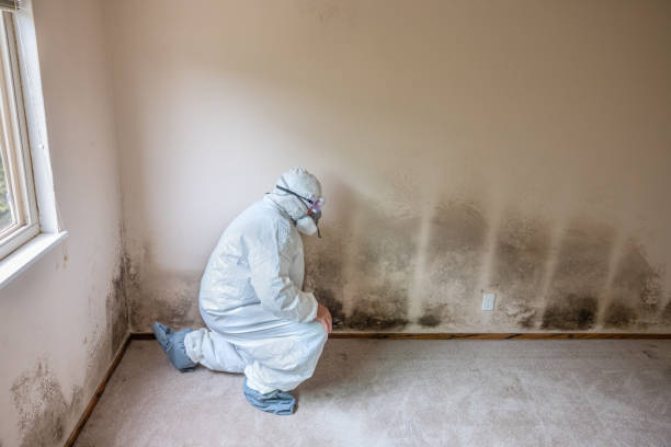 Best Mold Damage Repair  in Pikeville, KY