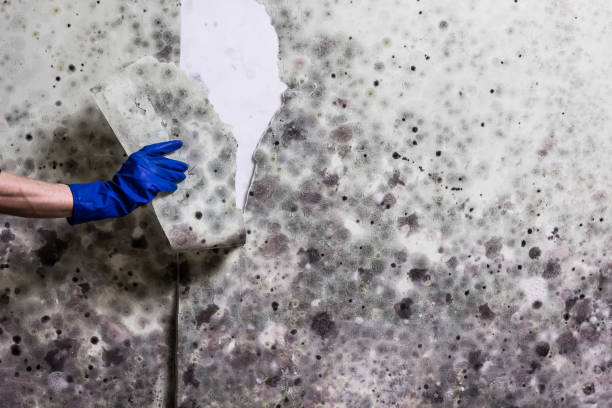Attic Mold Removal in Pikeville, KY