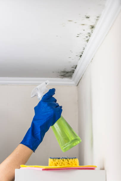 Best Residential Mold Removal  in Pikeville, KY