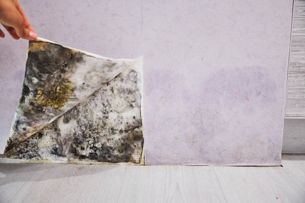 Best Mold Removal Process  in Pikeville, KY